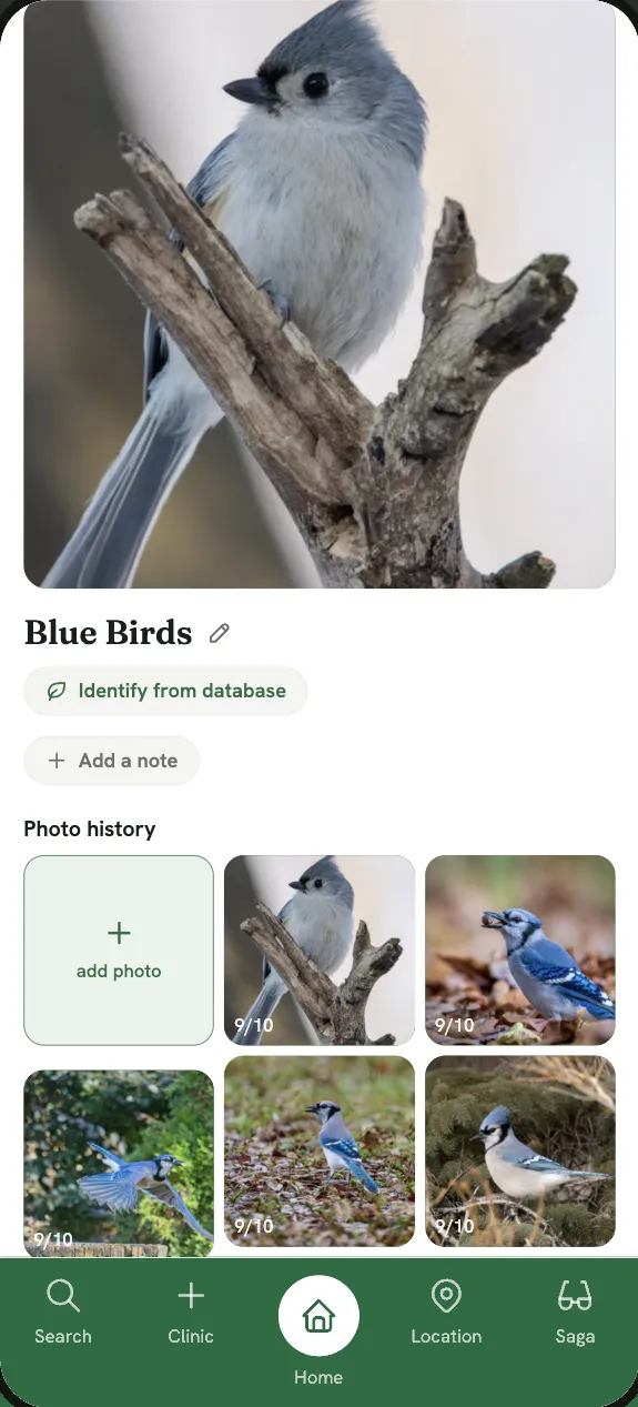 A Grein thread — a bluebird photographed over time, newest on top